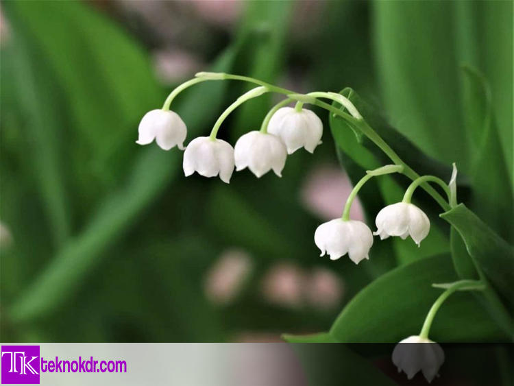 Bunga Beracun - Lily of The Valley