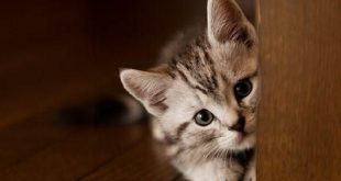 Kucing Rumah Lebih Mudah Mengingat Nama orang