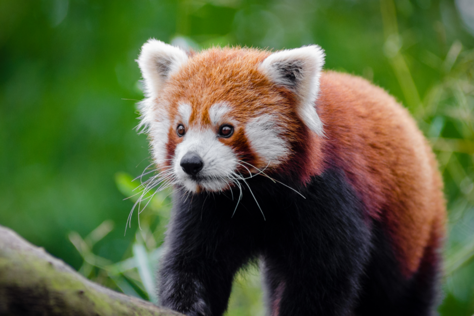 Panda Merah Sedang Menuju Kepunahan