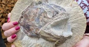 Fosil 3D Ikan Purba Jurrasic Pachycormus