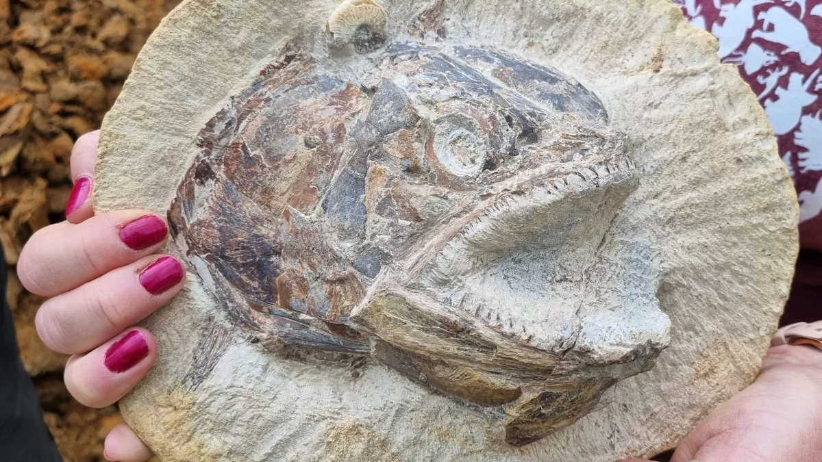 Fosil 3D Ikan Purba Jurrasic Pachycormus