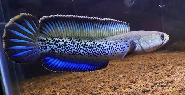 Ikan Channa Stewartii Biru