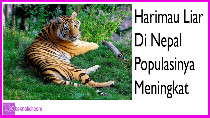 Harimau Liar Di Nepal Populasinya Meningkat