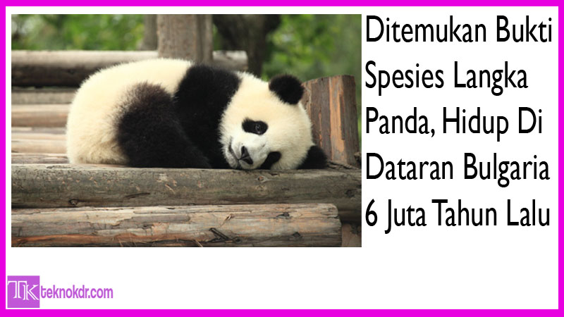 Panda Langka Jenis Raksasa Di Bulgaria