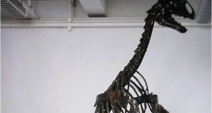Fossil Tenontosaurus tilletti