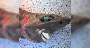 Hiu Laut Dalam Shark The Face of Deep Sea