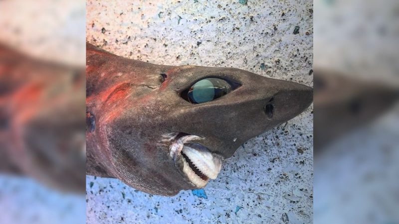 Hiu Laut Dalam Shark The Face of Deep Sea