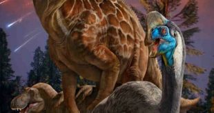 Oviraptorosauria Kapur