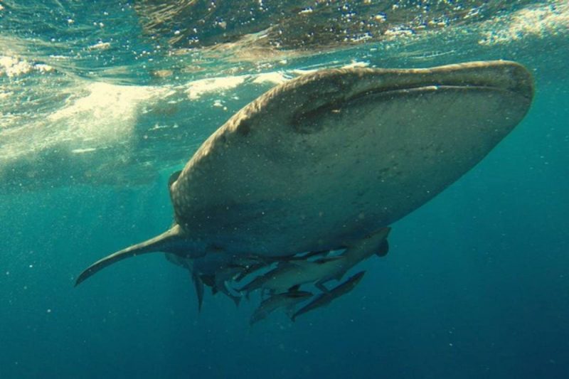 Paus juga melindungi otak saat berenang