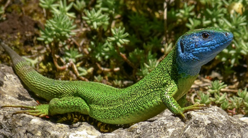 kadal hijau dari genus lacerta dan timon