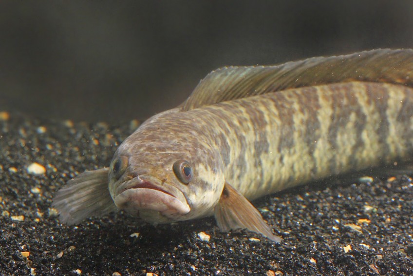 Ikan Channa Striata
