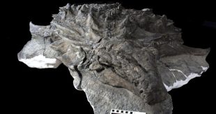 Penemuan Dinosaurus lengkap dengan wajah dan kulit