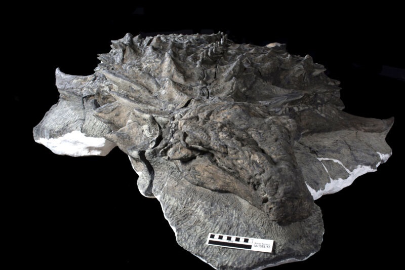 Penemuan Dinosaurus lengkap dengan wajah dan kulit